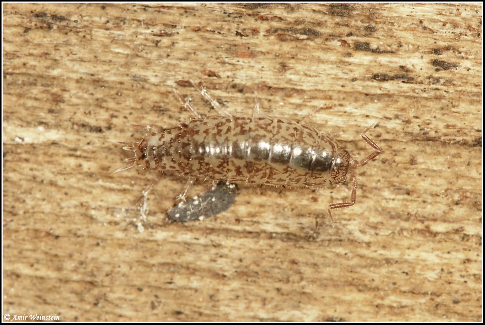 Isopoda d''Israele - More species